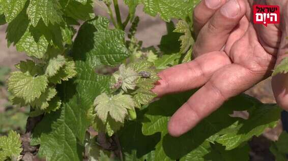 מהכרם לבקבוק // צילום: משה בן שמחון
